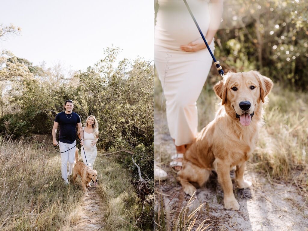 Golden hour maternity photo of an expecting couple walking through nature in Holiday, FL with their golden retriever by their side.